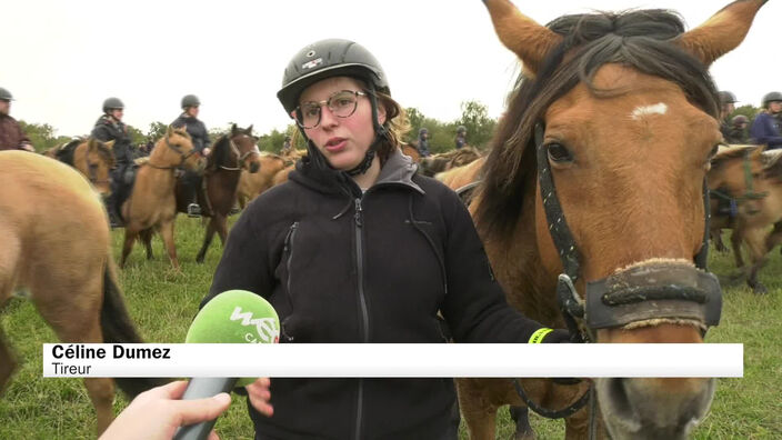 Trans'Henson, le rendez-vous des amateur de chevaux en Baie de Somme
