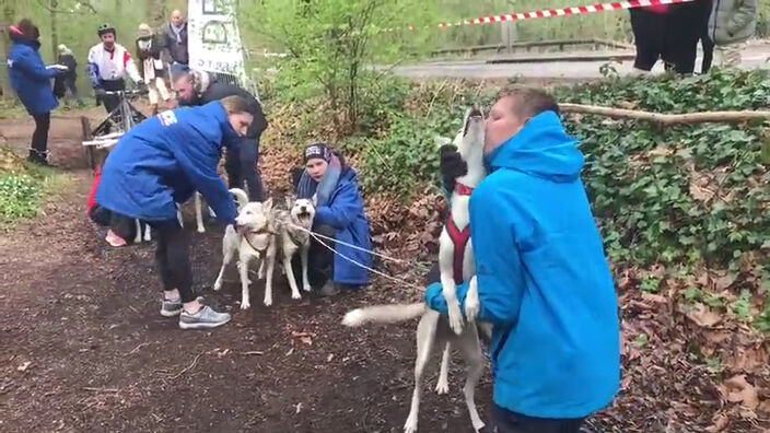 Courses de chiens de traîneau en forêt de Phalempin