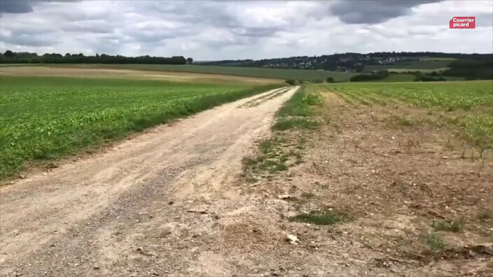 Un labyrinthe de maïs va être créé au milieu des champs à côté d’Amiens