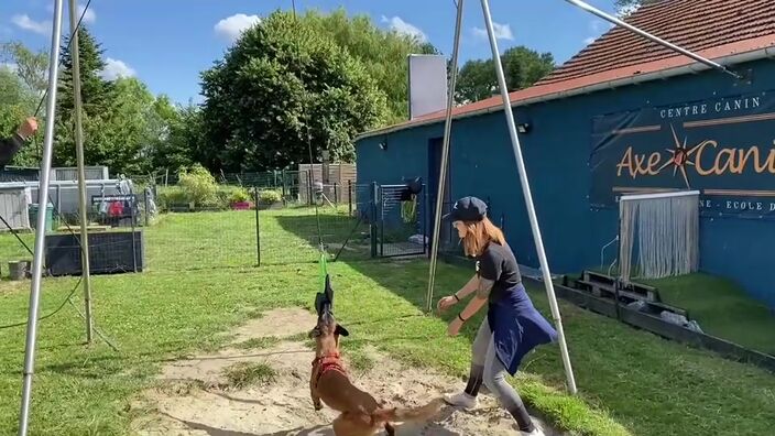 Bailleul : il lance la première arène de la région d’un sport canin tendance