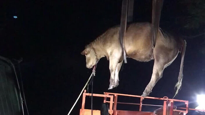 Deux vaches sauvées des eaux du canal de l'Escaut à Estrun