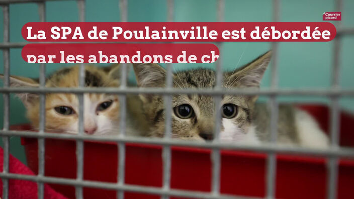 Poulaiville: SPA débordée par les abandons de chatons