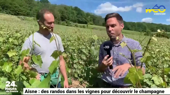 Aisne : à la découverte du champagne à travers des randos dans les vignes