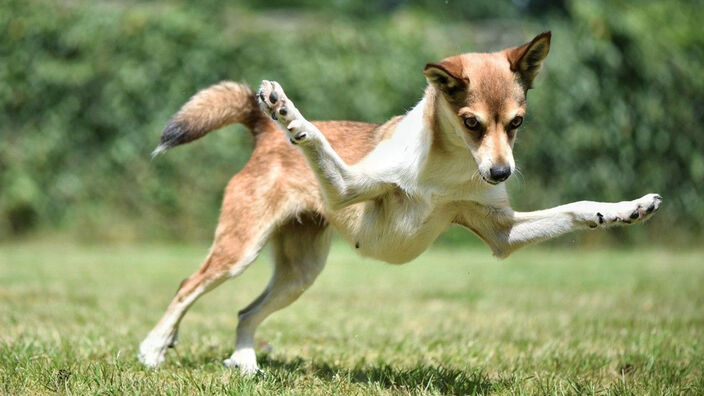 Connaissez-vous ces races de chien ?