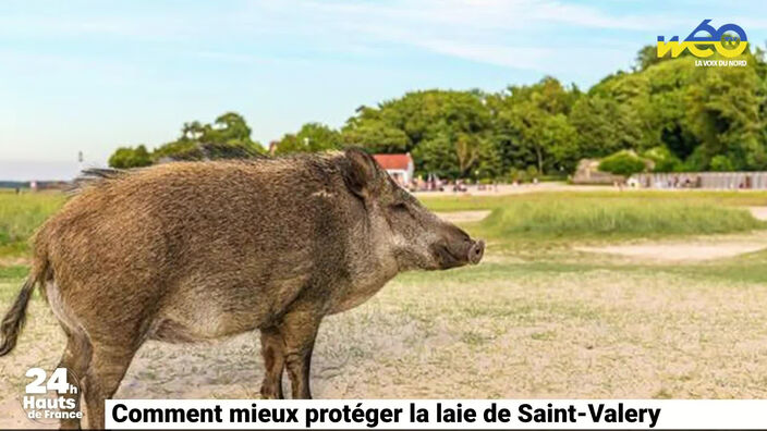 Comment mieux protéger le sanglier de Saint-Valery ?