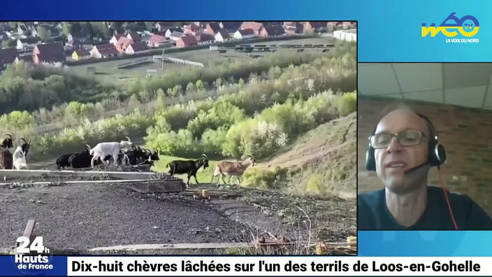 18 chèvres lâchées sur sur l’un des terrils de Loos-en-Gohelle