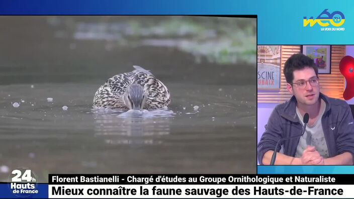 Mieux connaître la faune sauvage des Hauts-de-France