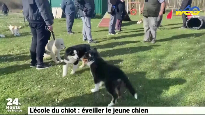 Bucy-le-long : éducation et compétition pour chien