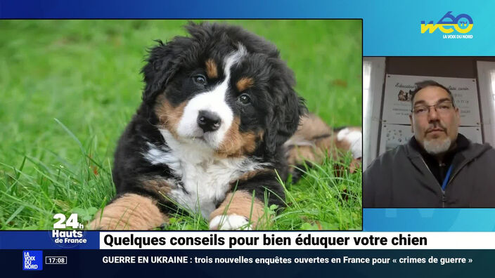 Bien éduquer son chien : mode d’emploi