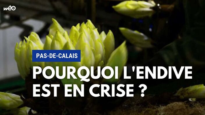 Pas-de-Calais : comprendre la crise de l'endive en trois questions