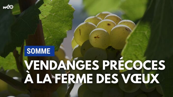 Vendanges précoces à la Ferme des Vœux