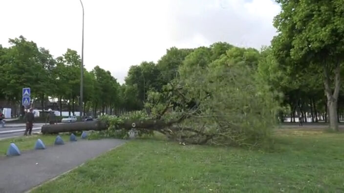 Amiens : Une opération d'abattage d'arbres au parc de la Hotoie