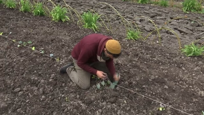 Les jardiniers face à la baisse de température