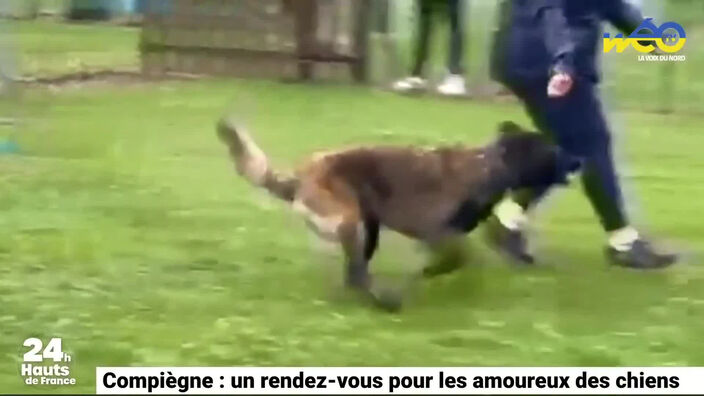 Compiègne : un évènement pour les amoureux des chiens le 12 juin