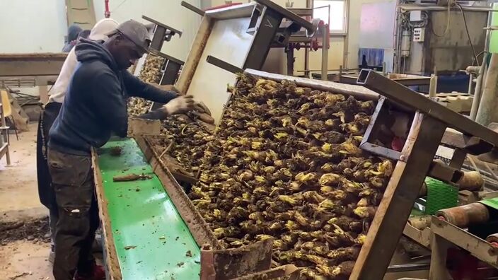 Énergie : des producteurs d’endives étranglés par l’explosion du prix de l’électricité