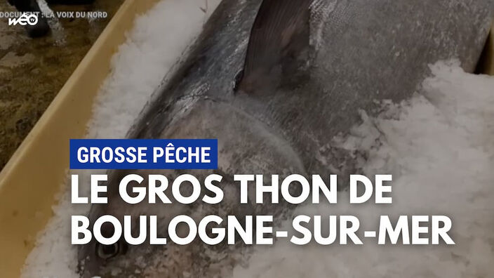 Un thon de 317kg pêché à Boulogne !