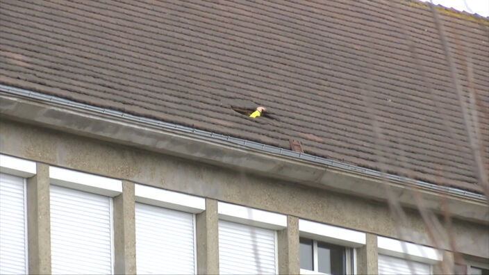 Tempête Eunice et Franklin : Toujours en travaux, le lycée d'Abbeville réouvrira mercredi 