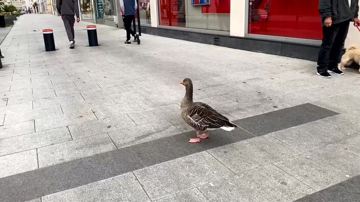 Une oie s’égare dans le centre ville de Boulogne