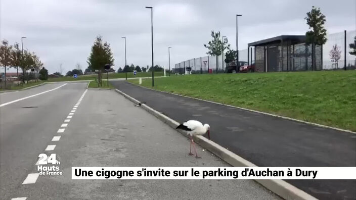 L'info des territoires : une cigogne s'invite sur un parking