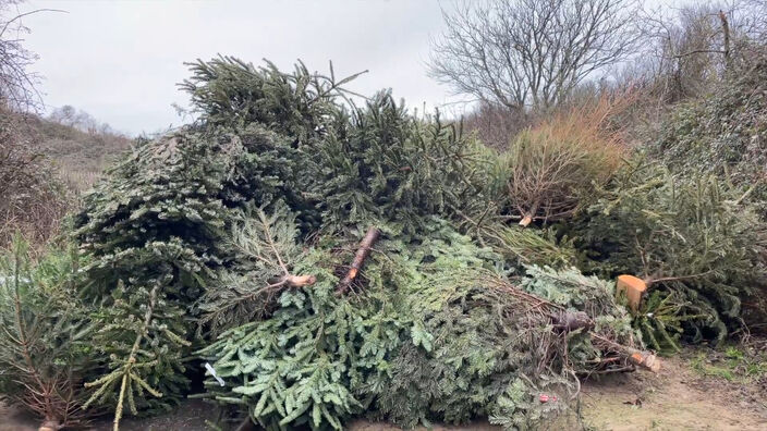 Wissant : Des sapins pour sauver la dune