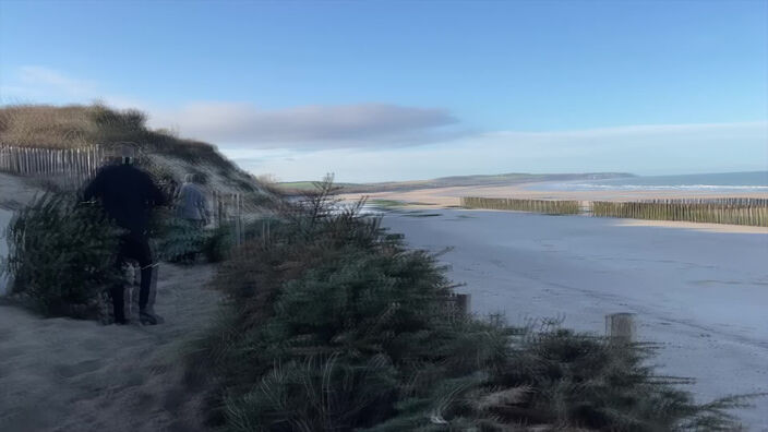 Des sapins pour stabiliser la dune à Wissant