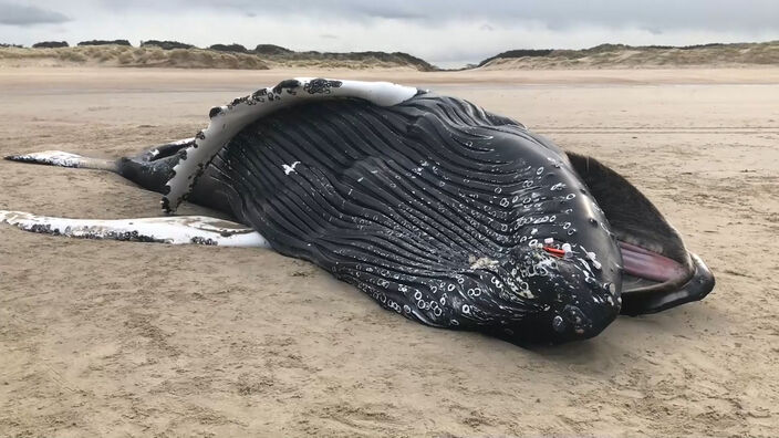 Une baleine à bosse s’échoue à Calais