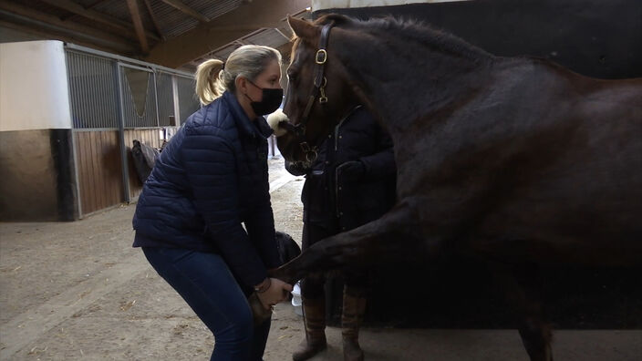 Boves : Séance massage pour les chevaux