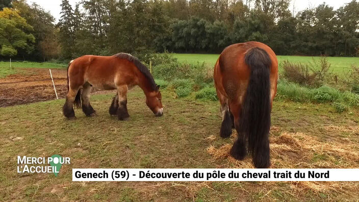 Merci pour l'accueil: Genech, le pôle cheval trait du Nord