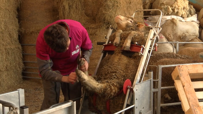 Ovinpiades : Concours du meilleur jeune berger des Hauts-de-France