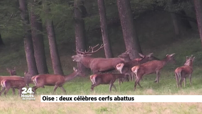 Deux célèbres cerfs de la forêt de Laigue, dans l’Oise, abattus à une semaine d’intervalle