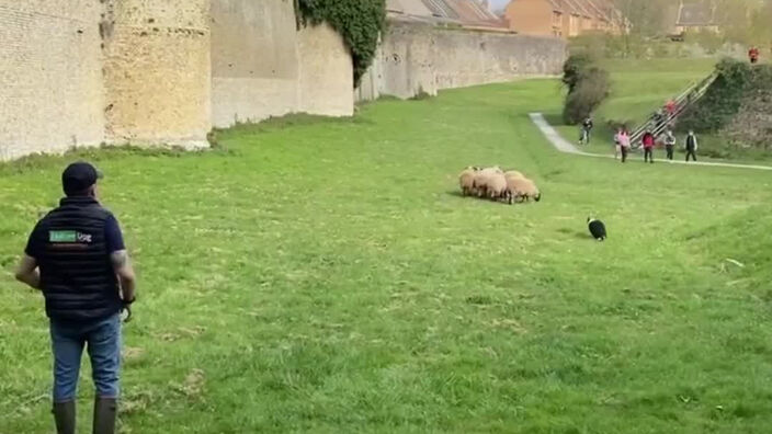 Bergues: les moutons sont arrivés