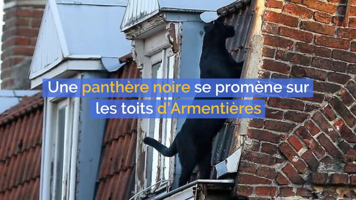 Une panthère noire se promène sur les toits d’Armentières