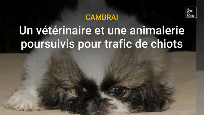 Cambrai : un trafic de chiots ?