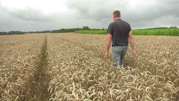 Pluies : La moisson de blé prend du retard dans la Somme