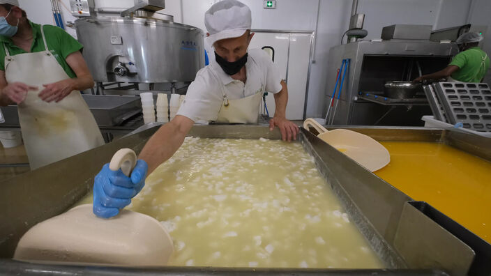 Roncq : les coulisses de la fabrications des fromages à la ferme du Vinage