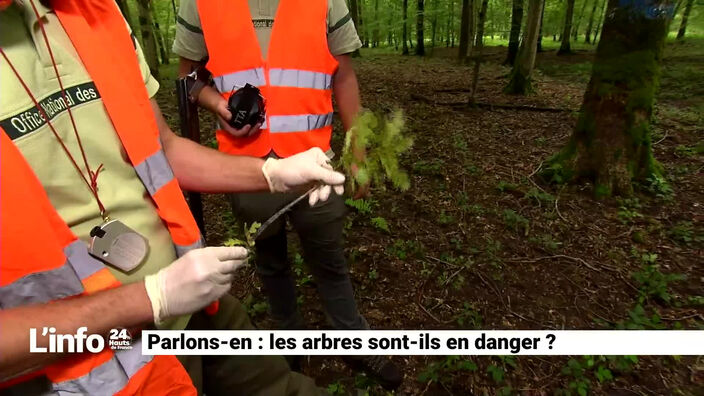 Les arbres en danger, parlons-en !