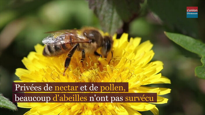 Une récolte de miel « dramatique » dans l'Aisne, la Marne et les Ardennes