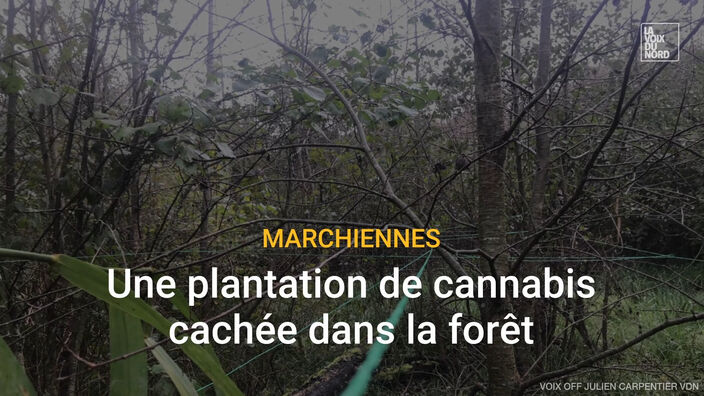 Une plantation de cannabis découverte au cœur de la forêt de Marchiennes