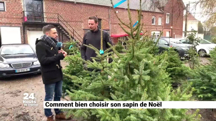 Noham vous aide à bien choisir votre sapin de Noël !