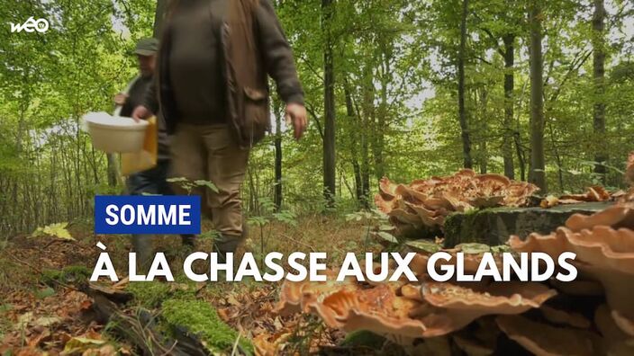 Somme : les chasseurs à la collecte de glands