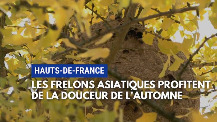 Frelons asiatiques : fin octobre, ils sévissent encore