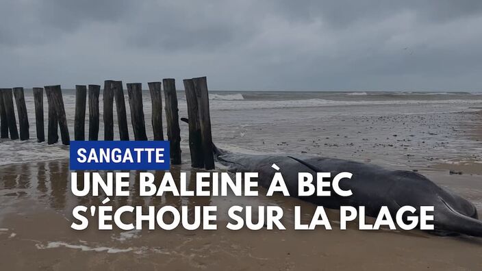 Sangatte : une baleine à bec échouée sur la plage