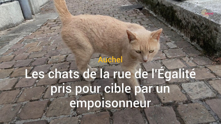 Auchel : les chats de la rue de l'égalité pris pour cible par un empoisonneur