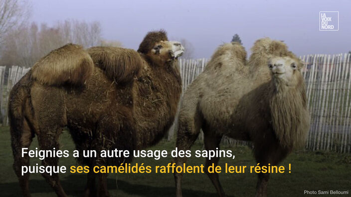 Que faire de vos sapins naturels ?