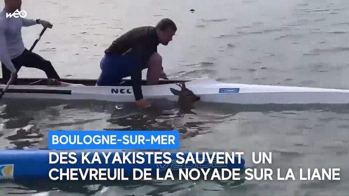 Boulogne : des kayakistes sauvent un chevreuil de la noyade