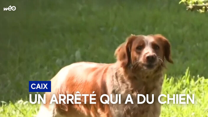 Caix : un arrêté municipal contre les aboiements de chiens