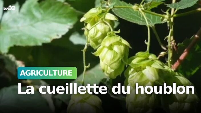 Tradition : la culture du houblon