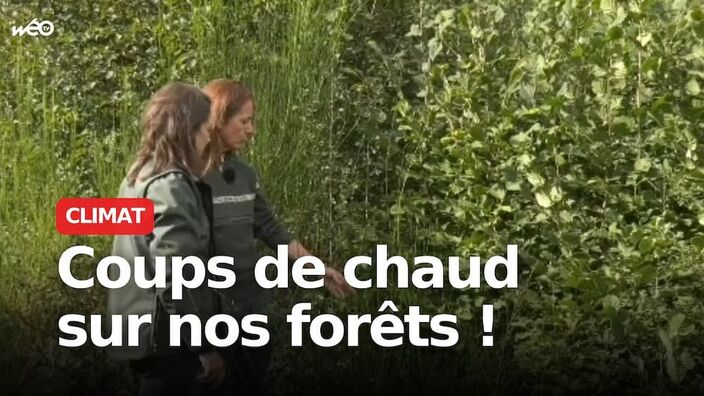 Climat : la fièvre monte dans nos forêts