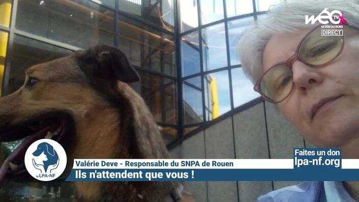 Comment adopter un animal en Normandie