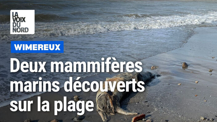 Des mammifères marins morts s’échouent sur la plage des dunes de la Slack